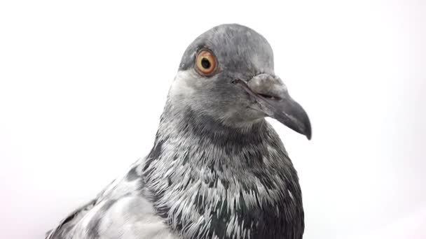 灰色的鸽子在白色隔离 — 图库视频影像
