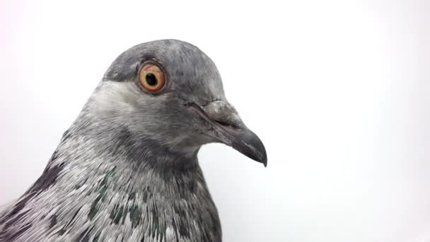 회색 비둘기 흰색 절연 — 비디오