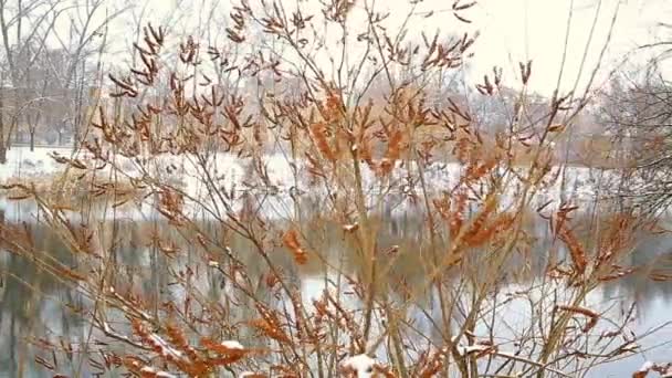 Chute de neige sur la rivière — Video