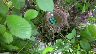 Ardıç kuşu, yuvadaki yumurta