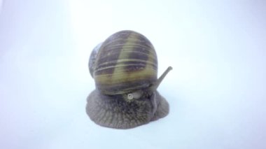 bir küçük salyangoz