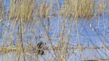 Suda yüzen Sakarmeke