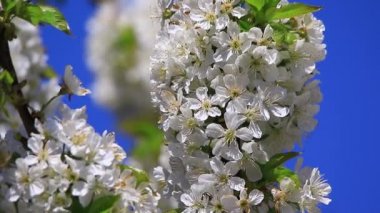 kiraz çiçekleri yakın çekim