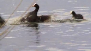 Suda yüzen Sakarmeke