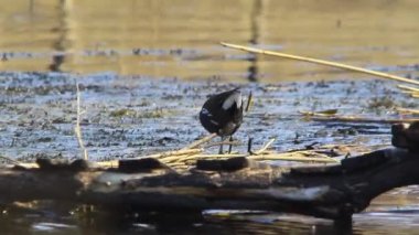 büyük tepeli batağan