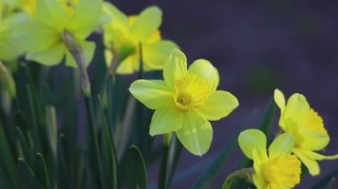 Renkli Bahçe nergis