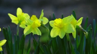 Renkli Bahçe nergis