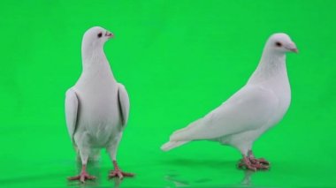 iki beyaz güvercin