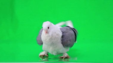 gri kanatlı beyaz güvercin