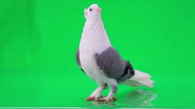 gri kanatlı beyaz güvercin