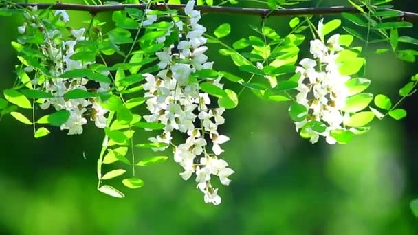 Flores de acácia em verde — Vídeo de Stock