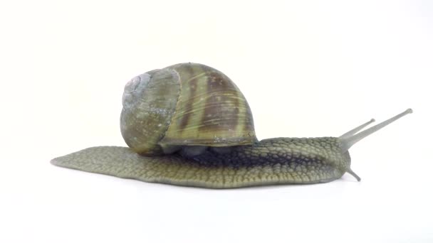 一个小蜗牛 — 图库视频影像
