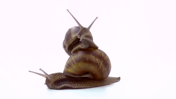 白色衬底上的两只蜗牛 — 图库视频影像