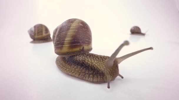 在白色的小蜗牛 — 图库视频影像