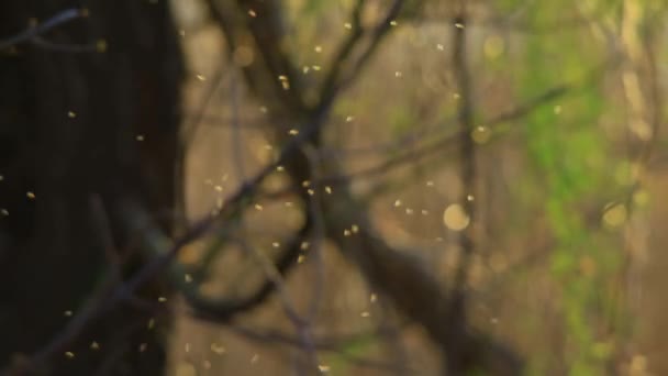 Moskitos im Wald bei Sonnenuntergang — Stockvideo