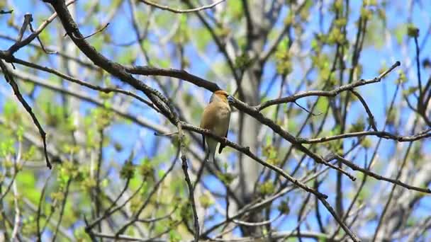 Grosbeak en rama de árbol — Vídeos de Stock