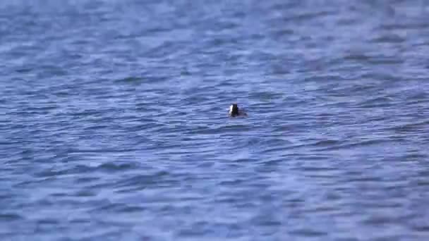 Coot flotando en el agua — Vídeo de stock