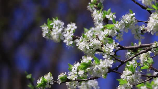 Flores de cerezo de cerca — Vídeo de stock