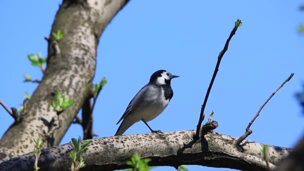 White Wagtail on tree — Stock Video