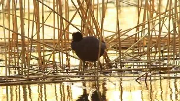 Łyska ptak w rzece — Wideo stockowe