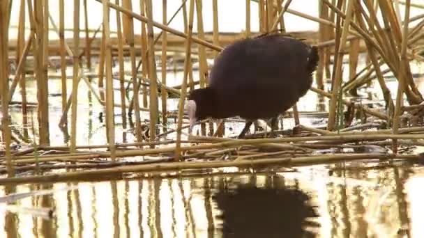 Pássaro de galinha no rio — Vídeo de Stock