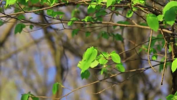 Primavera da floresta com árvore — Vídeo de Stock