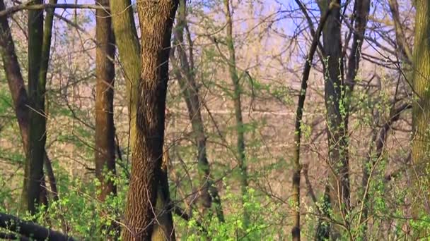 Paisagem de primavera florestal — Vídeo de Stock