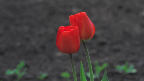 Tulipanes rojos sobre la naturaleza — Vídeo de stock