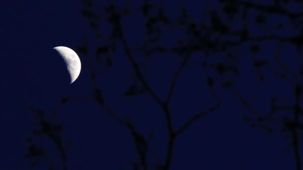 Paisaje nocturno con luna — Vídeo de stock