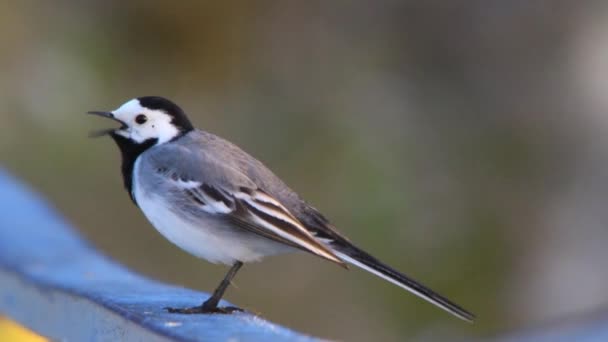 White Wagtail outdoor — Stock Video