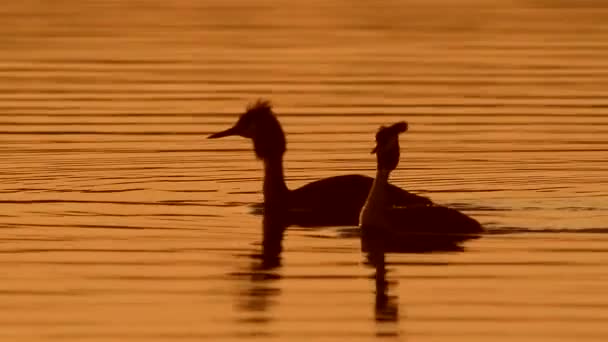 Gran Grebe Crestado — Vídeo de stock