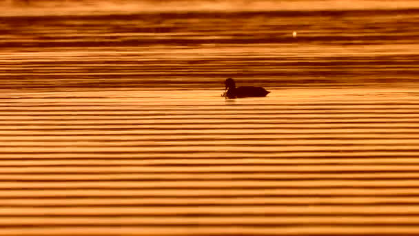 Coot flotando en el agua — Vídeos de Stock