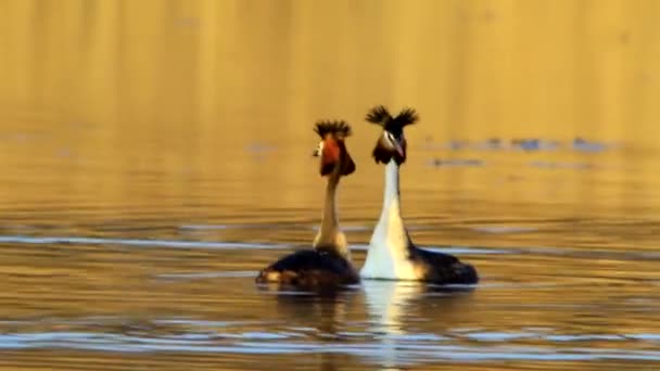 Gran Grebe Crestado — Vídeos de Stock