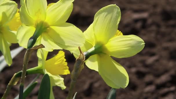 Барвисті садових нарцисів — стокове відео