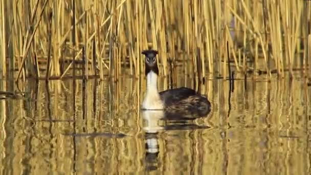 Gran Grebe Crestado — Vídeos de Stock