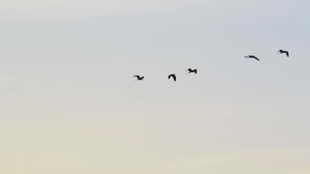 Hérons volant dans le ciel 