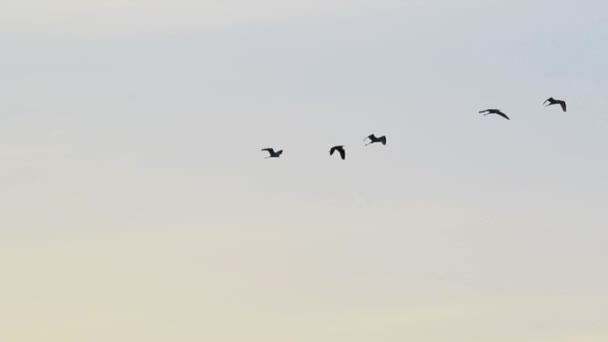 Herons flying in sky — Stock Video