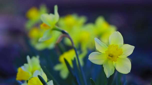 Colorido jardín Narciso — Vídeo de stock