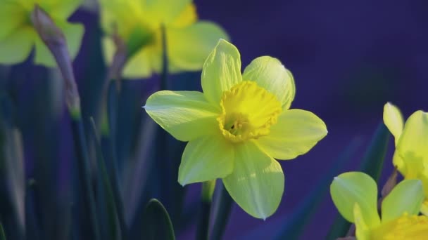 Colorido jardín Narciso — Vídeo de stock