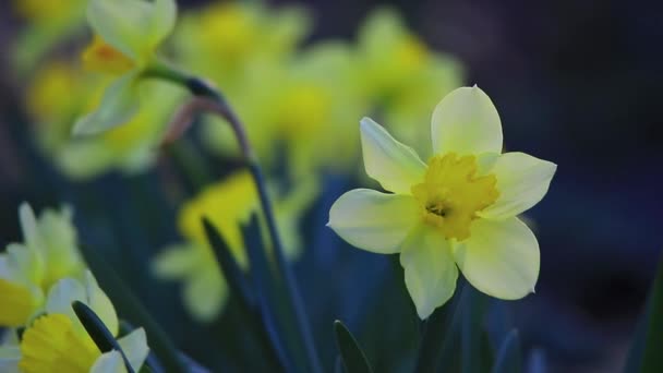 Colorful garden Narcissus — Stock Video