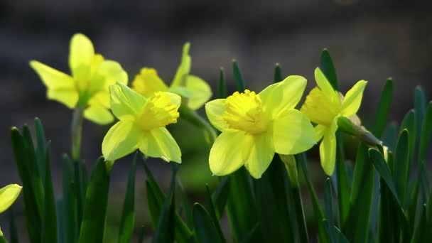 Colorido jardín Narciso — Vídeo de stock