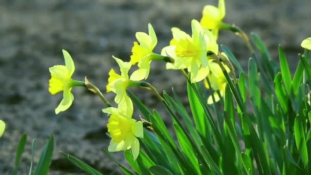 Colorful garden Narcissus — Stock Video