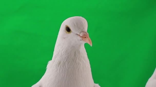 Two white pigeons — Stock Video