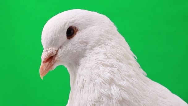 pigeon blanc sur vert 