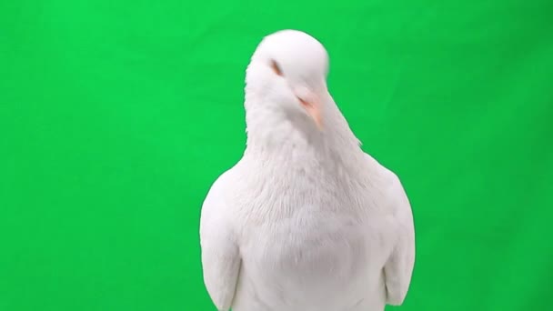 White pigeon on green — Stock Video