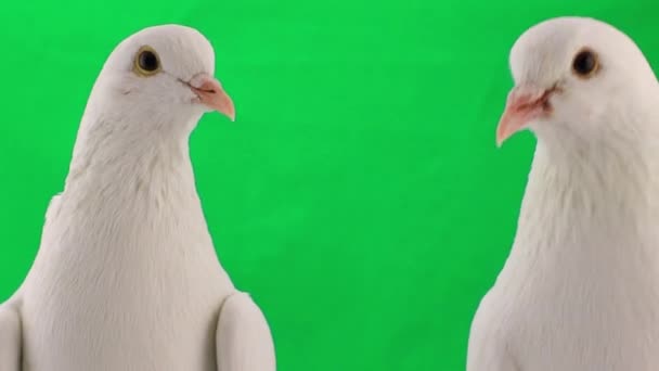 Two white pigeons — Stock Video