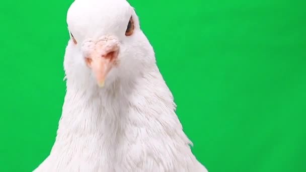 pigeon blanc sur vert 