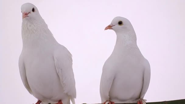 pigeons blancs sur la branche 