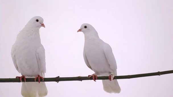 pigeons blancs sur la branche 