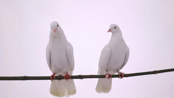 pigeons blancs sur la branche 